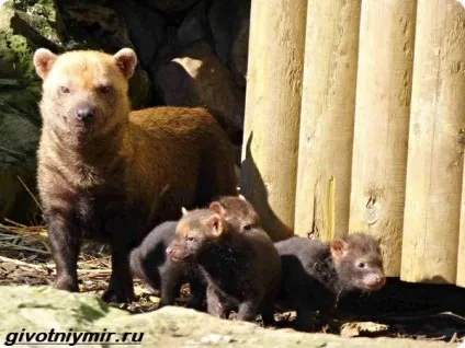 чагарникова собака