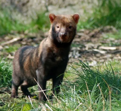 Чагарникова собака (speothos venaticus)