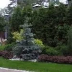 Ландшафтний дизайн з декоративною сизої ялиною - красиві композиції (ялиною) Ландшафтний дизайн з декоративною сизої ялиною - красиві композиції