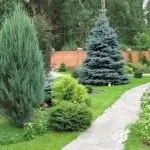 Ландшафтний дизайн з декоративною сизої ялиною - красиві композиції (композиції) Ландшафтний дизайн з декоративною сизої ялиною - красиві композиції