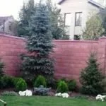 Ландшафтний дизайн з декоративною сизої ялиною - красиві композиції (композиції) Ландшафтний дизайн з декоративною сизої ялиною - красиві композиції