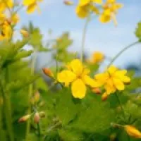 Лікування псоріазу рибками