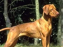 Лягаві (або лягаві) собаки опис, види, фото, zoodom (знаходять вказують мисливцеві) Лягаві (або лягаві) собаки опис, види, фото, zoodom