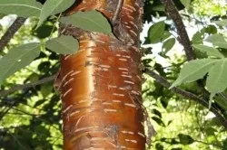 Лікування кардіосклерозу народними засобами (лікування) Лікування кардіосклерозу народними засобами