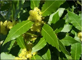 Лавр (laurus)