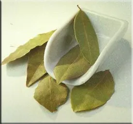 Лавр (laurus)