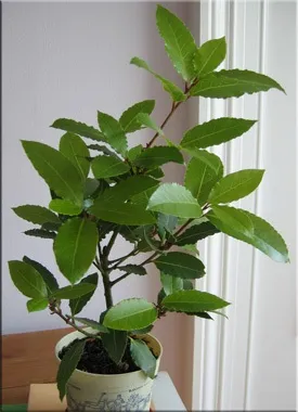 Лавр (laurus)