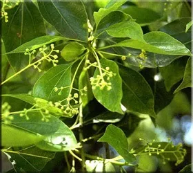 Лавр (laurus)