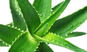 Лікування медом кишечника і шлунка (чайну ложку меду) Лікування медом кишечника і шлунка