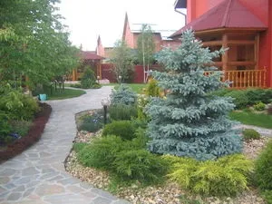 Ландшафтний дизайн з декоративною сизої ялиною - красиві композиції (ялиною) Ландшафтний дизайн з декоративною сизої ялиною - красиві композиції