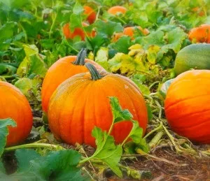 Лікування збільшеної печінки народними засобами і методами (народними) Лікування збільшеної печінки народними засобами і методами