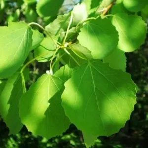 Лікування ішіасу в домашніх умовах гімнастика, масаж (ішіасу) Лікування ішіасу в домашніх умовах гімнастика, масаж