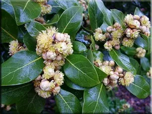 Лавр (laurus)