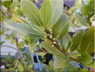 Лавр (laurus)