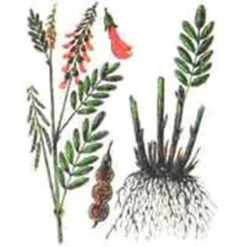 Лікарська рослинні сировина, що містить ксантони (альпійський Hedysarum alpinum) Лікарська рослинні сировина, що містить ксантони