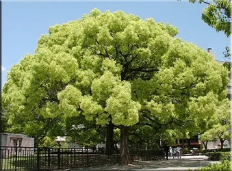 Лавр (laurus)