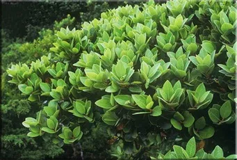 Лавр (laurus)