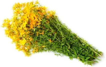 Лікування медом кишечника і шлунка (лікування) Лікування медом кишечника і шлунка