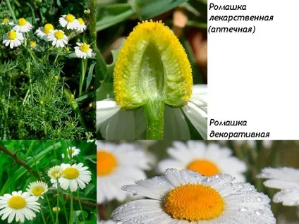 Лікування медом кишечника і шлунка (медом) Лікування медом кишечника і шлунка