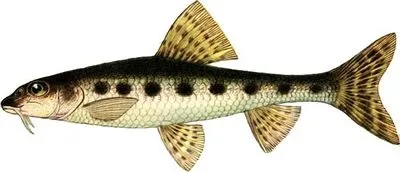ловля пічкура