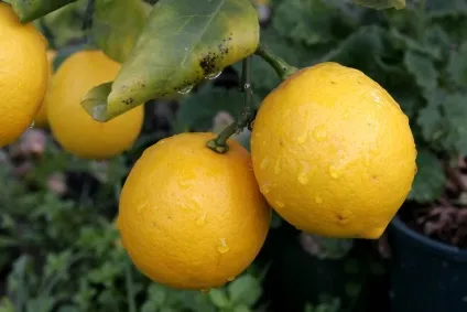 Лимонне дерево - опис, види, догляд в домашніх умовах, фото (догляд) Лимонне дерево - опис, види, догляд в домашніх умовах, фото