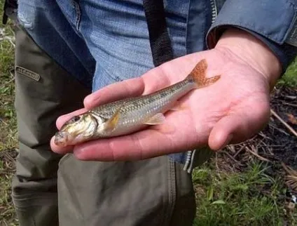 ловля пічкура