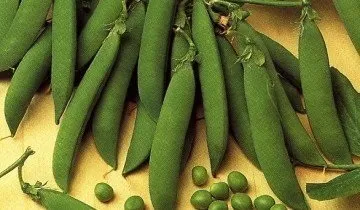 Лущений горох, мозковий або цукровий - що вибрати (горох) Лущений горох, мозковий або цукровий - що вибрати