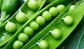 Лущений горох, мозковий або цукровий - що вибрати (горох) Лущений горох, мозковий або цукровий - що вибрати