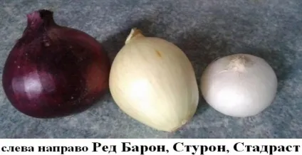 Лук ред барон опис сорту - докладно інструкція по вирощуванню! (Кожного квадратного метра) Лук ред барон опис сорту - докладно інструкція по вирощуванню!