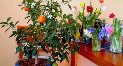 Мандаринове дерево догляд в домашніх умовах (мандаринове) Мандаринове дерево догляд в домашніх умовах