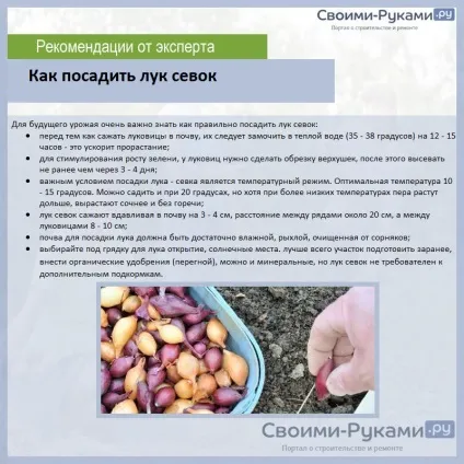 Лук ред барон опис сорту - докладно інструкція по вирощуванню! (Кожного квадратного метра) Лук ред барон опис сорту - докладно інструкція по вирощуванню!