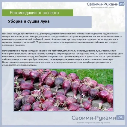 Лук ред барон опис сорту - докладно інструкція по вирощуванню! (Кожного квадратного метра) Лук ред барон опис сорту - докладно інструкція по вирощуванню!