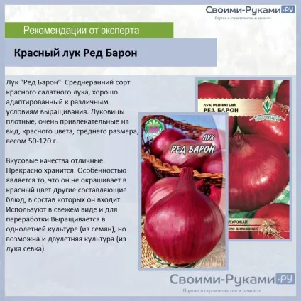 Лук ред барон опис сорту - докладно інструкція по вирощуванню! (Опис) Лук ред барон опис сорту - докладно інструкція по вирощуванню!