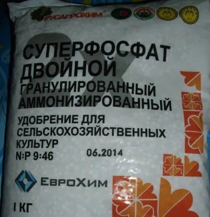Лук ред барон опис сорту - докладно інструкція по вирощуванню! (Сорти) Лук ред барон опис сорту - докладно інструкція по вирощуванню!