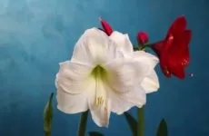 Чому у бегонії опадають бутони, скручуються листя (бегонії) Чому у бегонії опадають бутони, скручуються листя