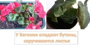 Чому у бегонії опадають бутони, скручуються листя (бегонії) Чому у бегонії опадають бутони, скручуються листя