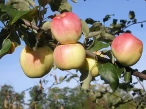 Підбираємо самі зимостійкі сорти яблунь для посадки в сибіру