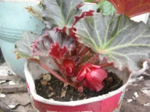 Чому у бегонії опадають бутони, скручуються листя (чому) Чому у бегонії опадають бутони, скручуються листя