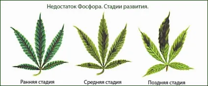 Чому жовтіє марихуана