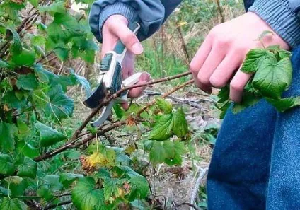 Підпірки для смородини своїми руками 5 кращих варіантів виготовлення в домашніх умовах (руками) Підпірки для смородини своїми руками 5 кращих варіантів виготовлення в домашніх умовах