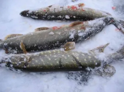Чому щука не клює, або як рибалці уникнути помилок при лові щуки взимку - саморобки для риболовлі (щука) Чому щука не клює, або як рибалці уникнути помилок при лові щуки взимку - саморобки для риболовлі