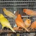 Штучне вигодовування пташенят канарок, omedvet (годування канарок) Штучне вигодовування пташенят канарок, omedvet