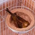 Штучне вигодовування пташенят канарок, omedvet (вирощування) Штучне вигодовування пташенят канарок, omedvet