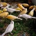 Штучне вигодовування пташенят канарок, omedvet (відмовляється годувати пташенят) Штучне вигодовування пташенят канарок, omedvet