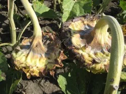 Цікаве про огірки