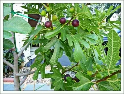 Інжир (ficus carica)