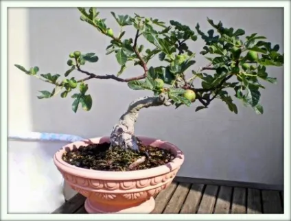 Інжир (ficus carica)