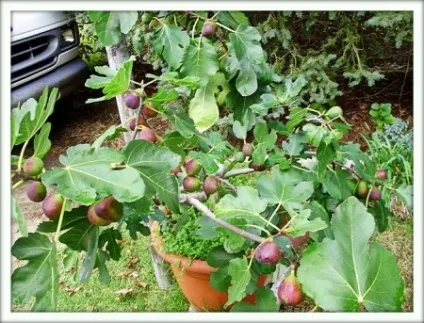 Інжир (ficus carica)