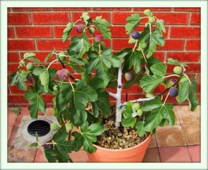 Інжир (ficus carica)