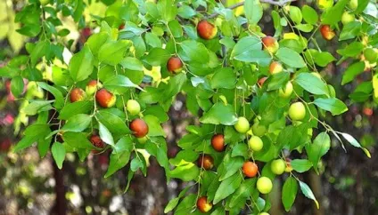 Масло жожоба для особи як використовувати і властивості (особи) Масло жожоба для особи як використовувати і властивості